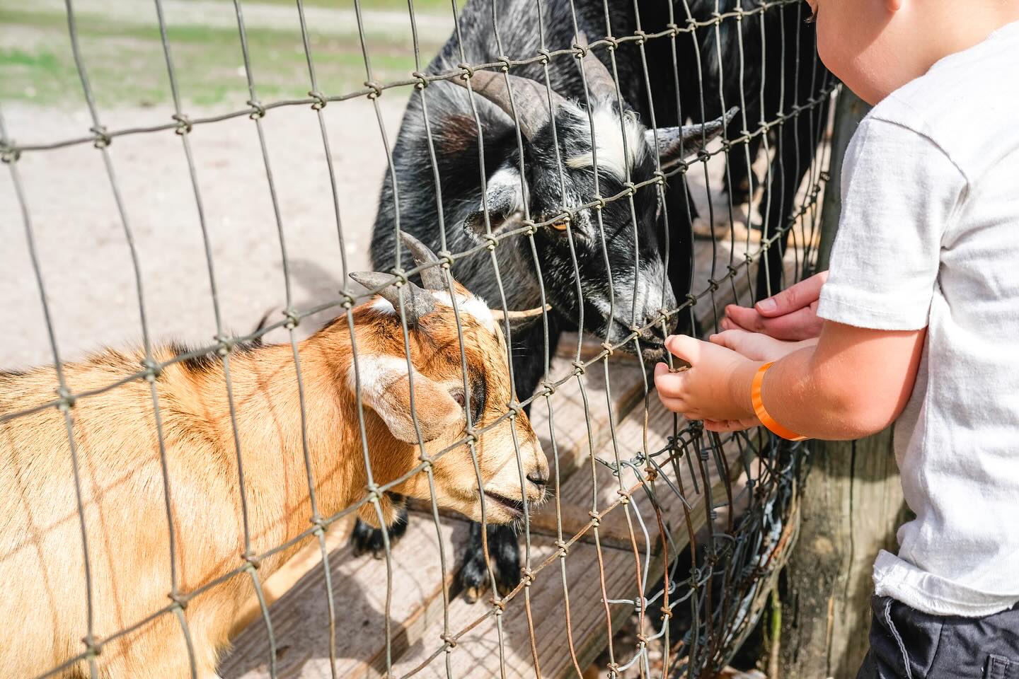People petting and feeding baby goats